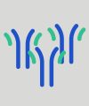 Biosimilar reference antibodies