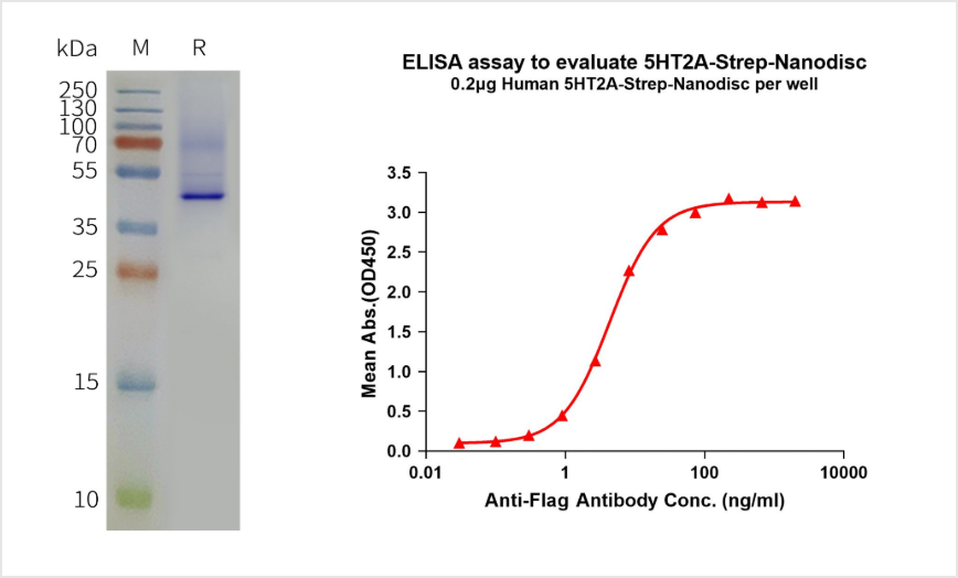 uploads-5 HT2A_Strep tag_synthetic nanodisc_validation data 1
