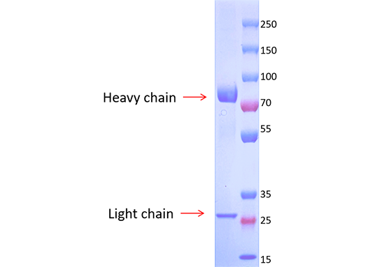 Anti-TIM3 antibody(DM81) IgM mAb SDS-PAGE