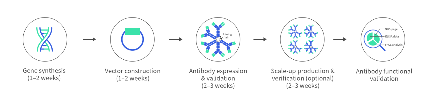 DIMA BIOTECH's recombinant IgM antibody service content
