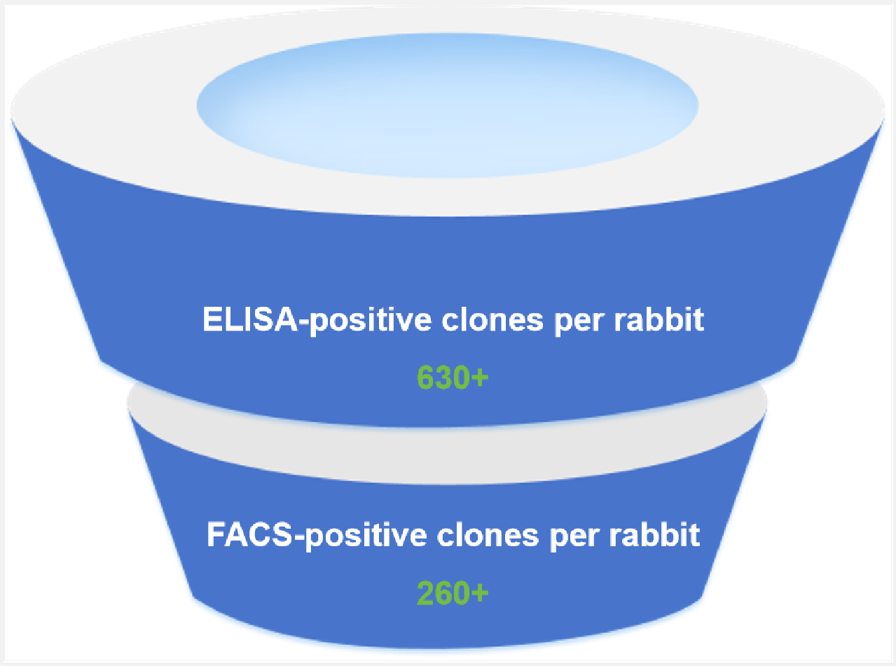 FACS positive clones were obtained per rabbit after LAG3 protein immunization