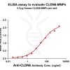 Human CLDN6 full length protein -MNP