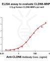 Human CLDN6 full length protein -MNP
