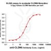 ELISA assay to evaluate CLDN6-Nanodisc