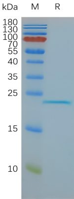 Human CLDN6-Nanodisc, Flag Tag on SDS-PAGE