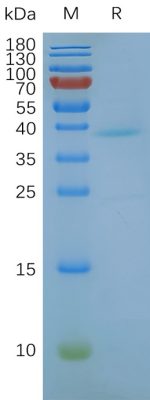 Human GPRC5D-Nanodisc, Flag Tag on SDS-PAGE