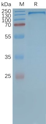 Human MDR-1-Nanodisc, Flag Tag on SDS-PAGE