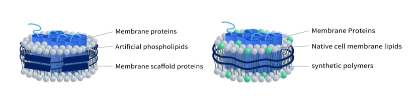 The structure of MSP-Nanodisc (left) and Synthetic Nanodisc (right)