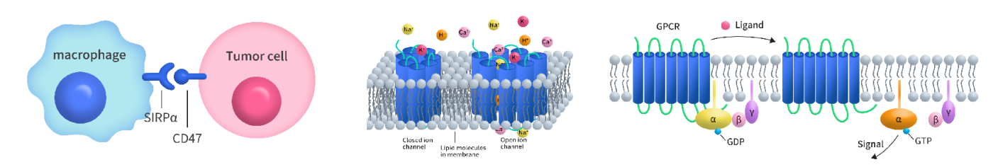 Functions of transmembrane proteins: GPCRs for signal transduction, ion channels for ion transport, and cancer antigens for immune recognition