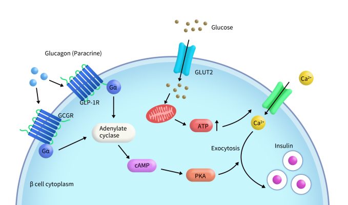 Gcgr Cell Line GCGR: A Key Target in Glucose Metabolism-DIMA BIOTECH