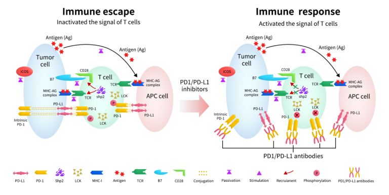 PD-1 vs PD-L1: Mechanisms and Clinical Differences-DIMA BIOTECH