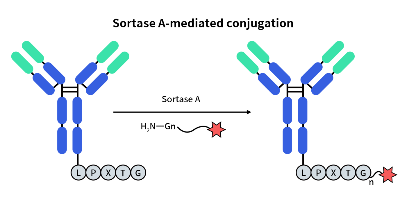 Sortase Attachment Sortase A for Site-Specific Protein Labeling-DIMA BIOTECH