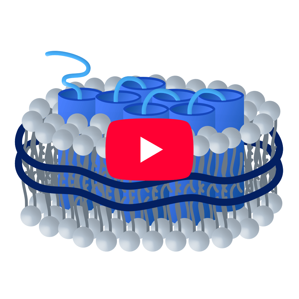 Synthetic Nanodisc-syndisc