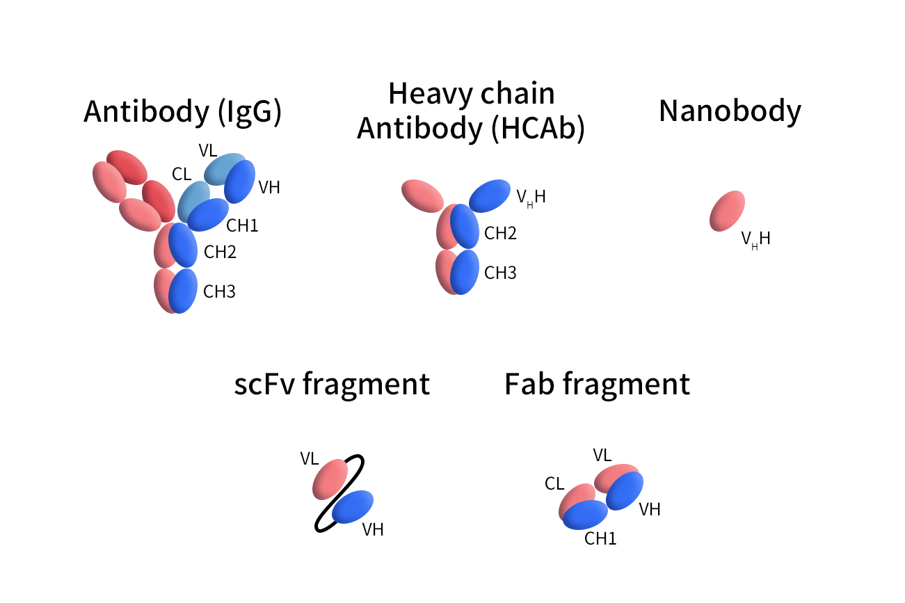 The Structures of different Antibodies