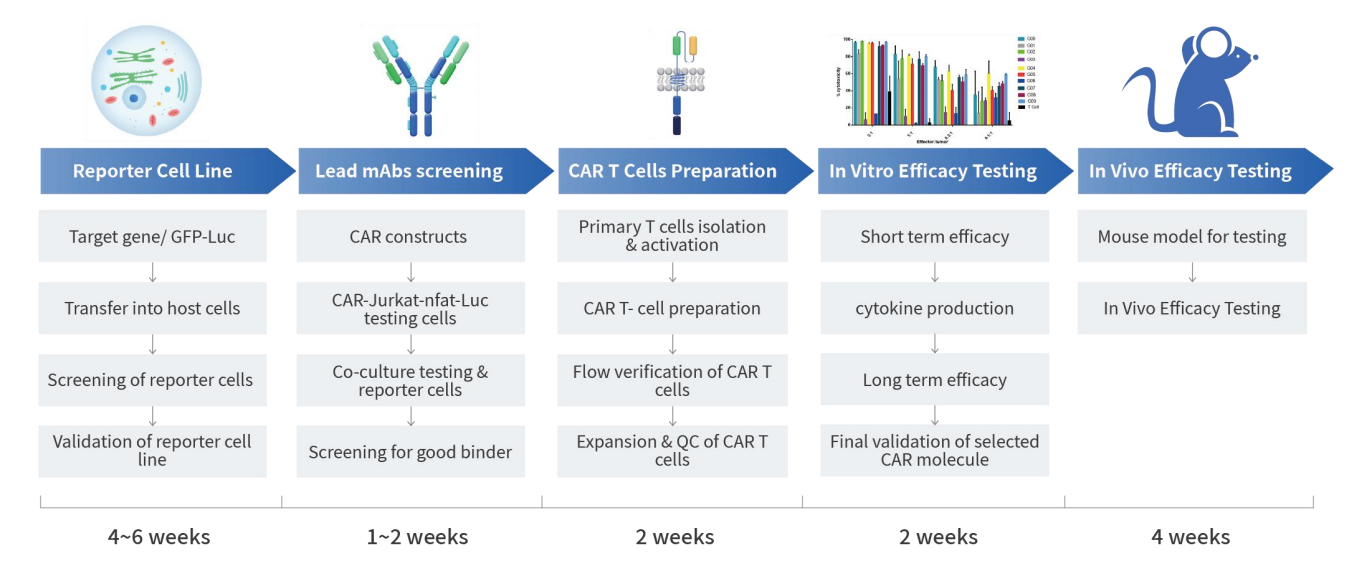 Unraveling The Mystery Of Million Dollar CAR T Therapy Mechanisms Unraveling The Mystery Of Million Dollar CAR T Therapy Mechanisms