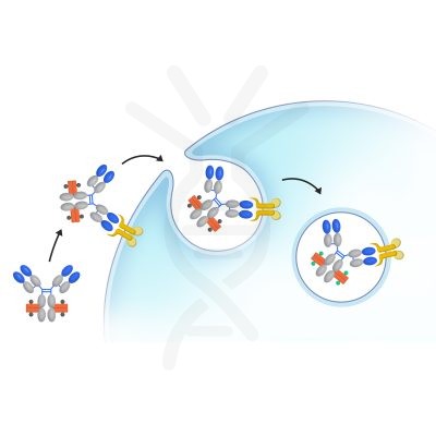 ame100001 workflow for detection of antibody internalization