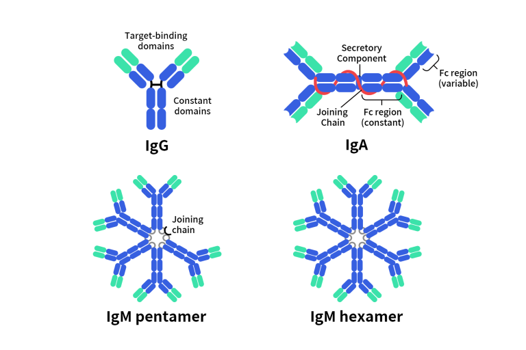 different types of antibody