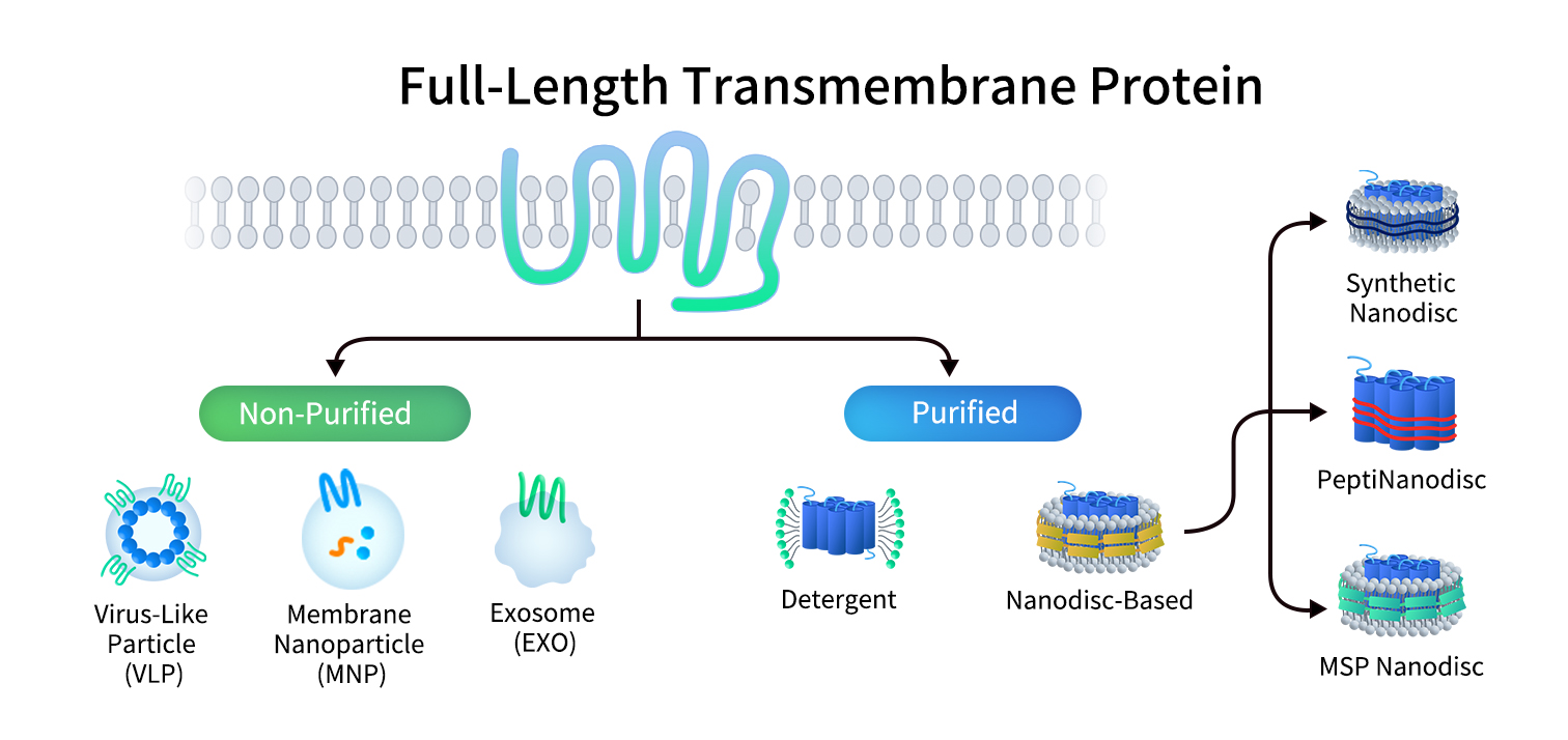 Full-length membrane protein platforms from DIMA Biotech including nanodiscs, detergents, MNPs, VLPs, and exosomes for research and drug discovery