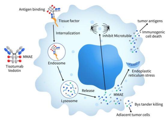 The process of Nectin-4 regulating cancer development through PI3K/AKT pathway and promoting angiogenesis after hypoxia