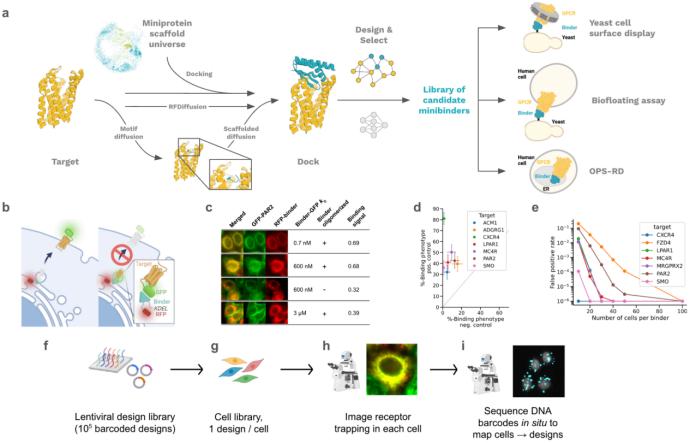 Fig. 1. GPCR binder computational design and screening methods