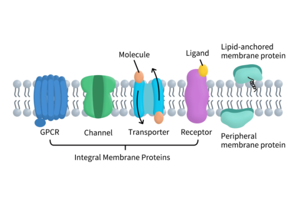 The Types of Membrane Proteins