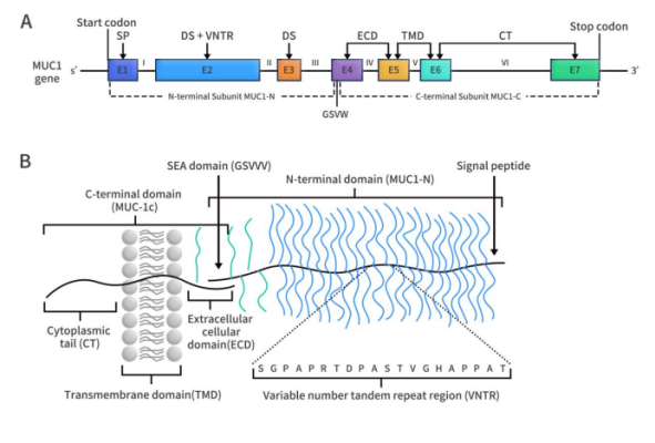 The structure of MUC1 gene (A) and protein (B)