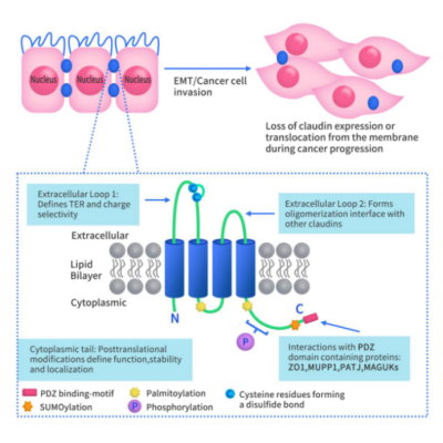 The structure of Claudin proteins enables the Claudins tight protein family to effectively maintain the polarity of epithelial and endothelial cells.