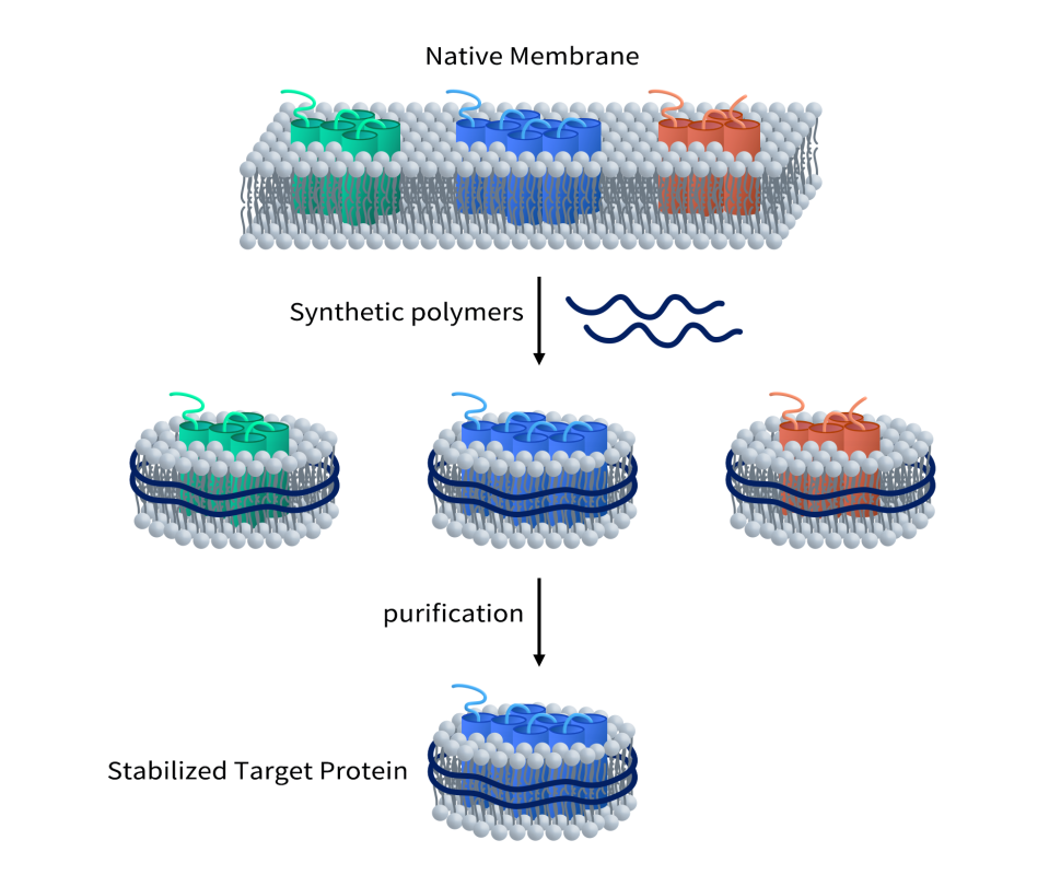 The diagram of nanodisc
