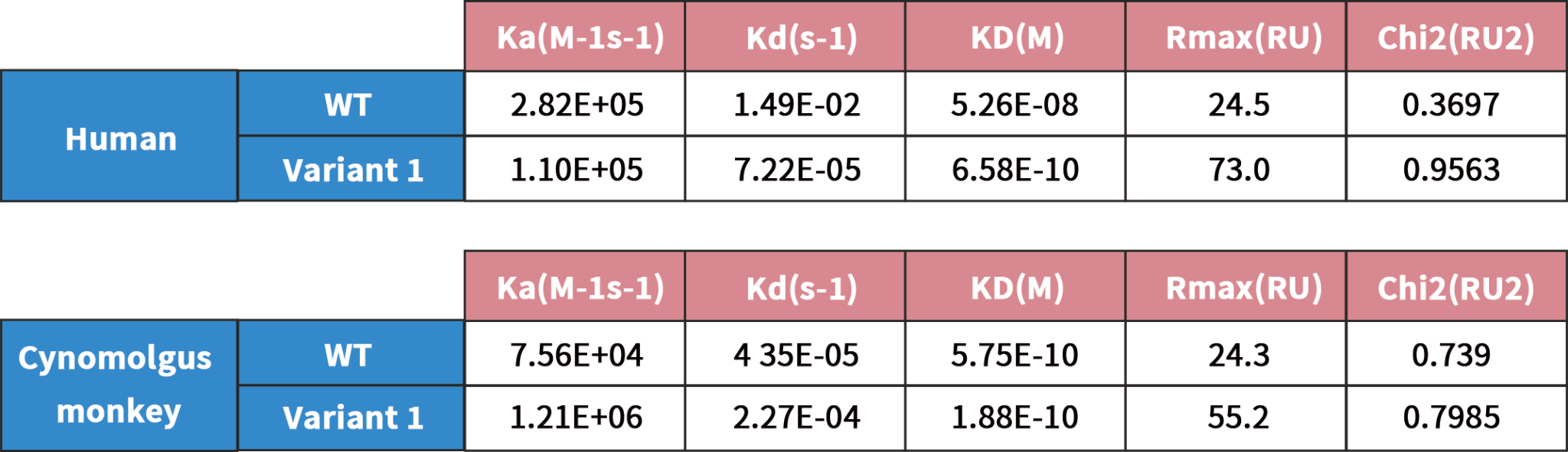 Antibody Affinity Maturation-DIMA BIOTECH