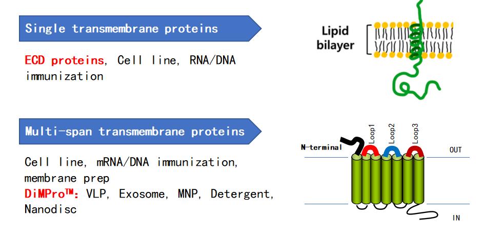 DIMA recombinant protein expression system