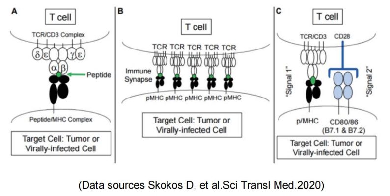 target-CD28-target CD28 1