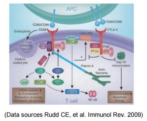 target-CD28-target CD28 2