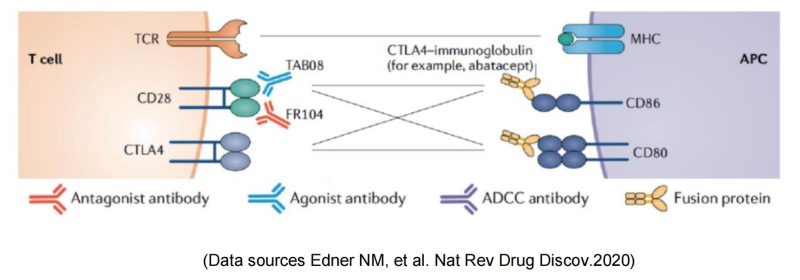 target-CD28-target CD28 3