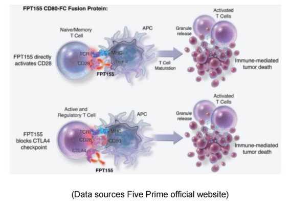 target-CD28-target CD28 5