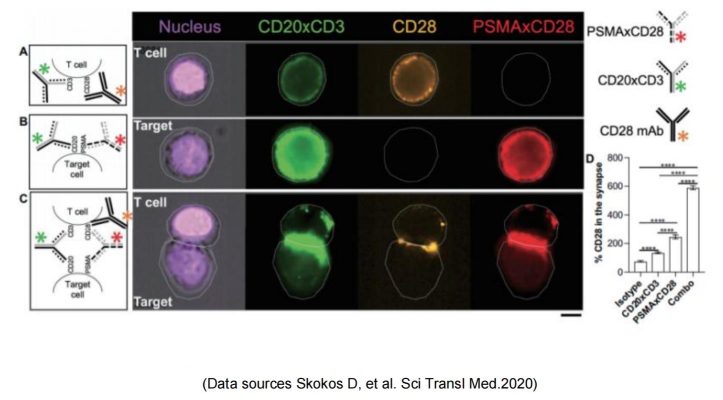 target-CD28-target CD28 8