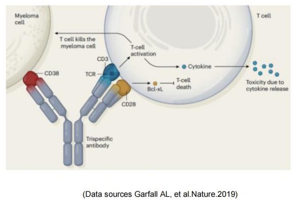 target-CD28-target CD28 9