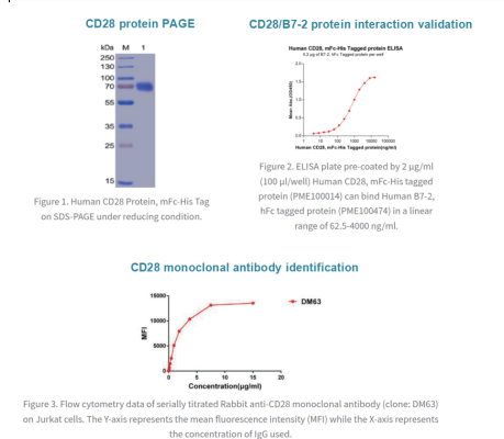 target-CD28-target cd28 10