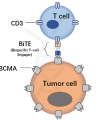 antibody-DMB100003 DMB100005 BiTE BCMA Fig1