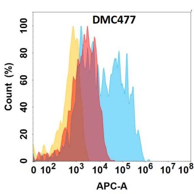 antibody-DMC100477 CCR6 Fig.1 FC 1