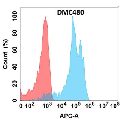 antibody-DMC100480 DDR1 Fig.1 FC 1