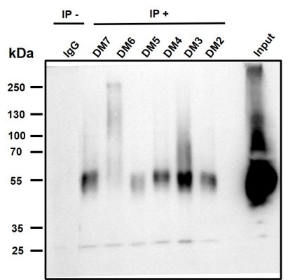 antibody-DME100004 BCMA Fig6