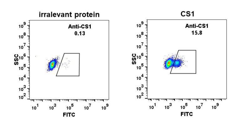 antibody-DME100009 CS1 Fig.1 FC 1