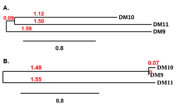 antibody-DME100009 CS1 Fig4