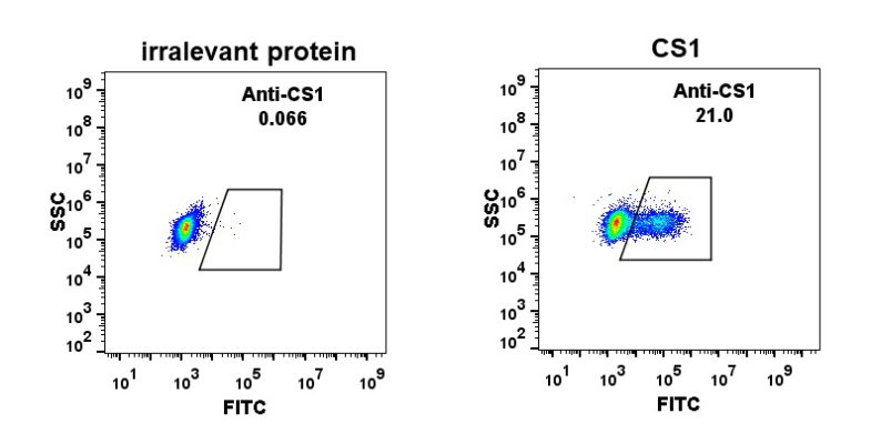 antibody-DME100010 CS1 Fig.1 FC 1