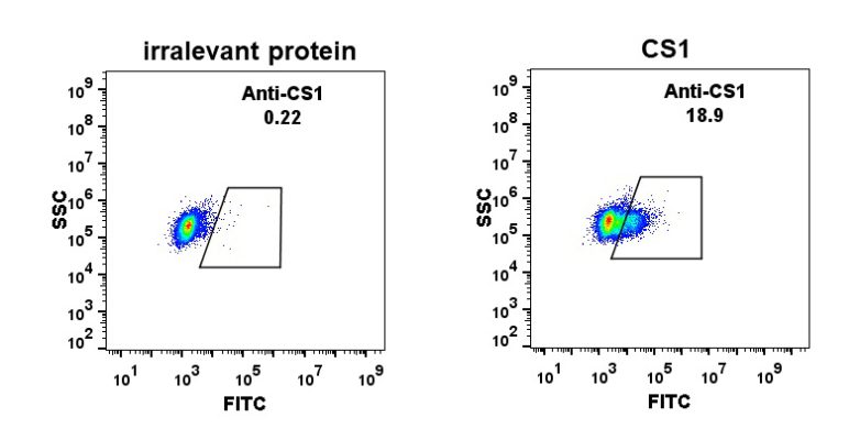 antibody-DME100011 CS1 Fig.1 FC 1