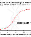 antibody-DME100015 SARS CoV 2 Nucleocapsid Figure 1