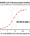 antibody-DME100016 SARS CoV 2 Nucleocapsid Figure 1