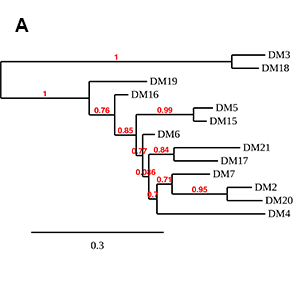 antibody-DME100020 BCMA Fig3A