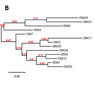 antibody-DME100020 BCMA Fig3B