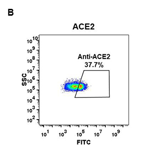antibody-DME100046 ACE2 fig1B